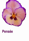 Les Pensées Les Pensées
