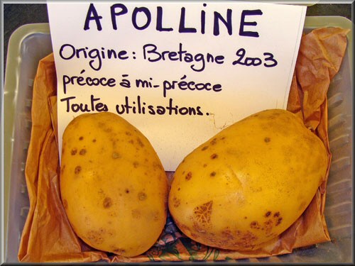 apolli10.jpg