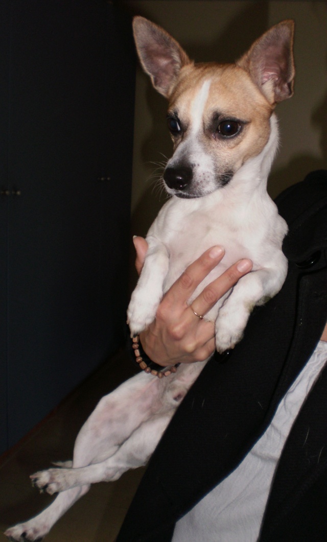 caractere chihuahua croise jack russel