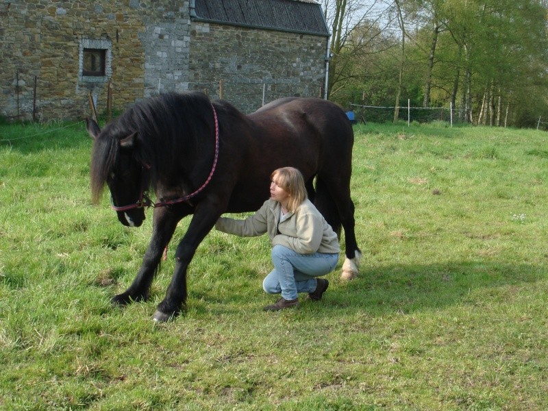 comment apprendre le campo a son cheval