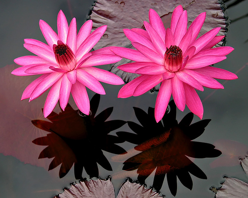 fleur213.jpg