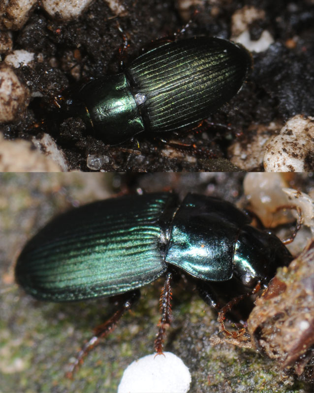 Harpalus Sp Grand Timide Le Monde Des Insectes