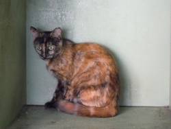 chat sexe niort