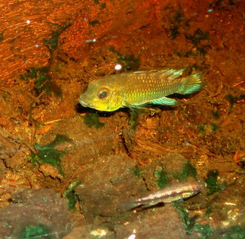 Apistogramma Rositae