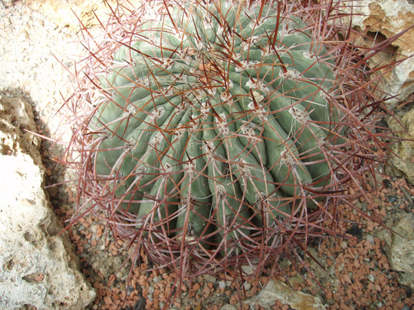 cactus15.jpg