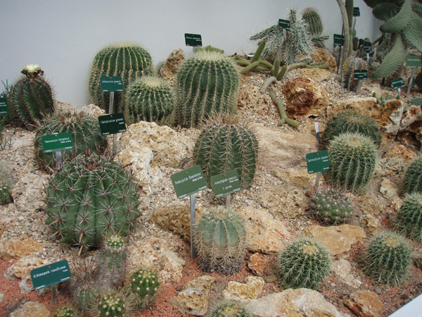 cactus16.jpg