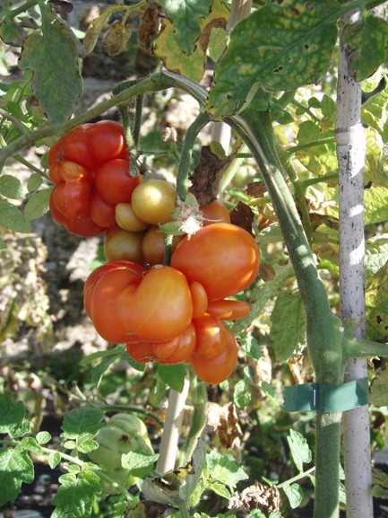 tomate13.jpg
