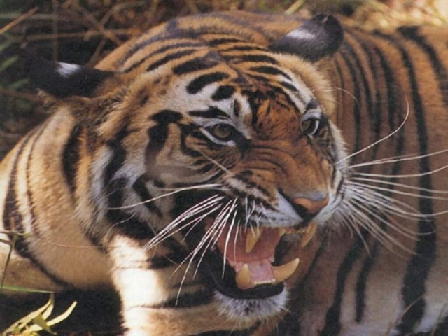tigre110.jpg
