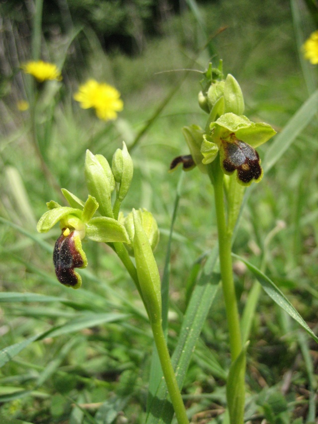 ophrys18.jpg