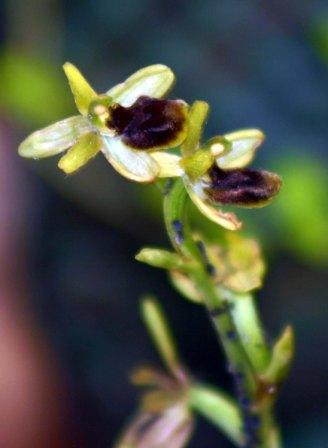 orchid26.jpg