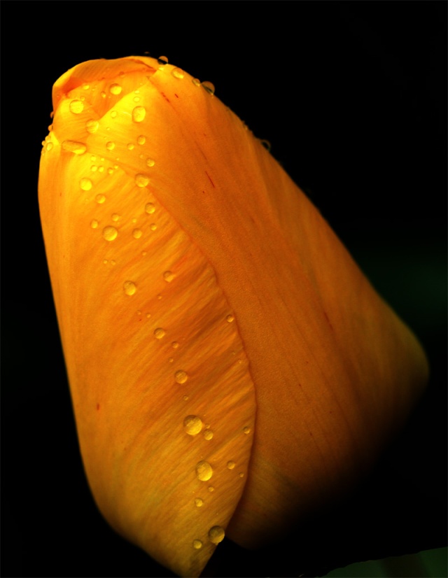 tulipe11.jpg