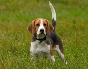 beagle11.jpg