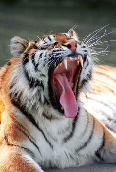tigre411.jpg