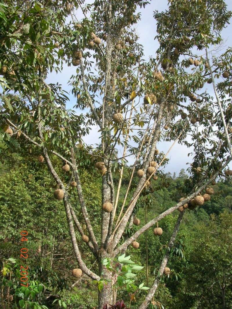 Buah Durian