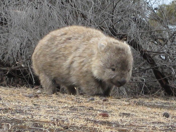 wombat10.jpg