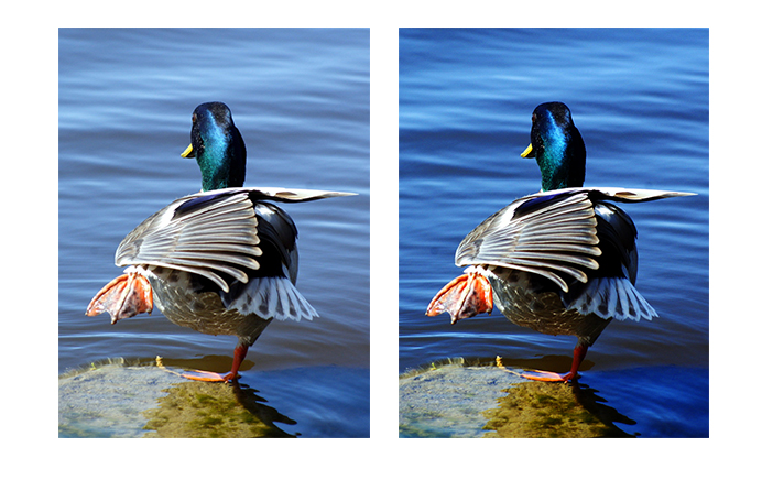 duck10.jpg