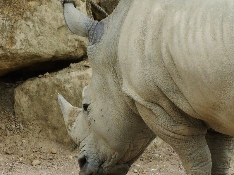rhino10.jpg