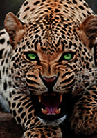 jaguar10.png